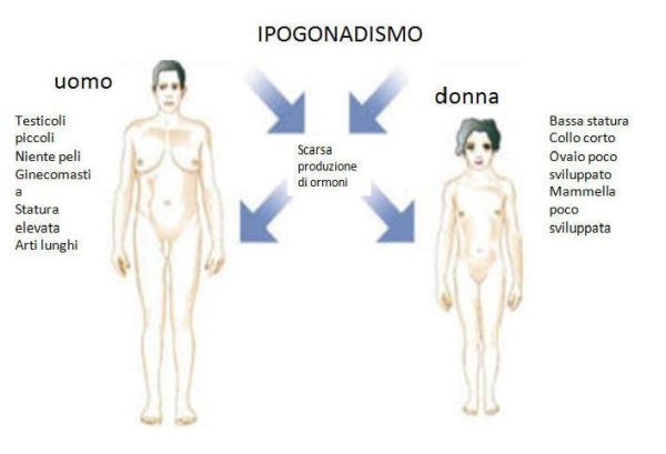 ipogonadismo spermatozoi teratozoospermia Test Online Fertilità Anonimo