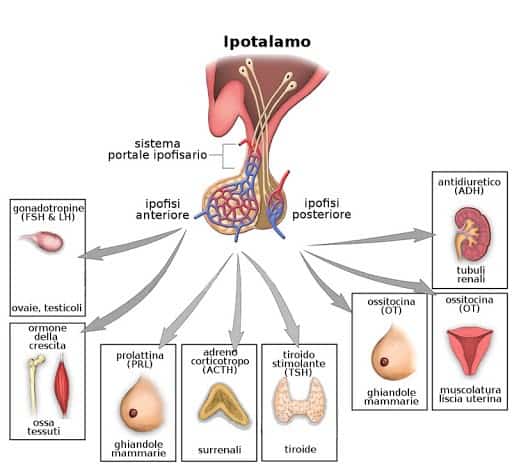 ormoni adenoipofisi azoospermia secretoria ostruttiva test fertilità online anonimo