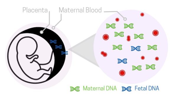 Test di paternit prenatale non invasivo YourElab